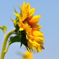 Picture of sunflowers